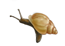 snail 3a
